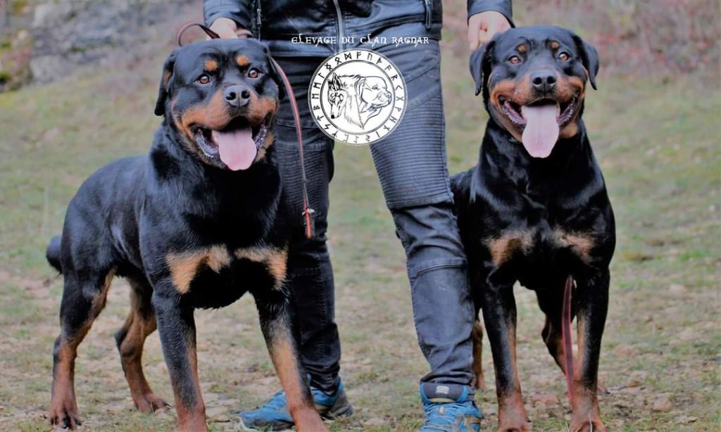 Chiot Rottweiler Du Clan Ragnar